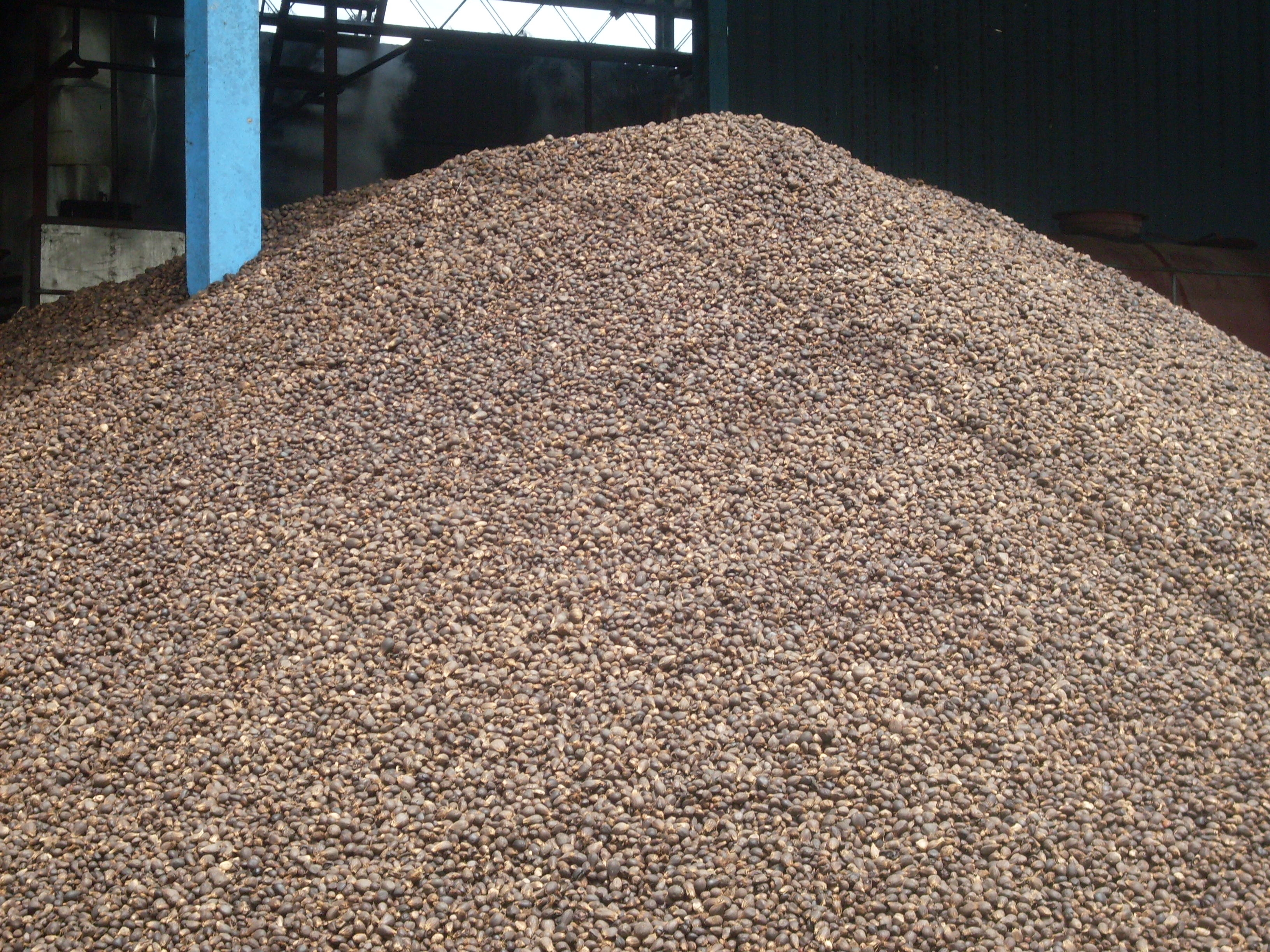 palm-kernel-nuts-global-business-venture